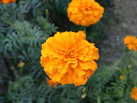 Free Marigold Marigold Flowers photo and picture
