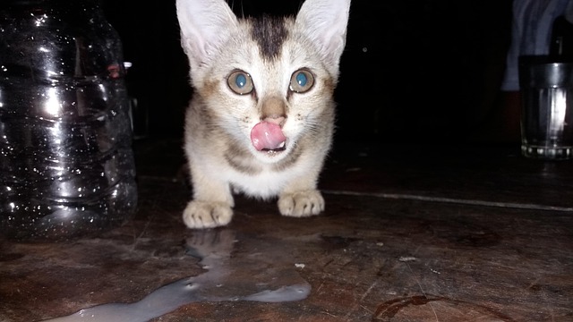 Katze, Tiere, Inländisch, Süß, Kätzchen