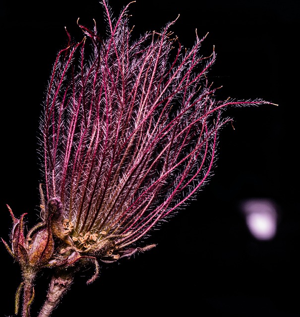 Free Photography Plants photo and picture