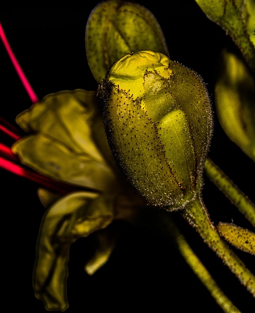 Free Flowers Plants photo and picture