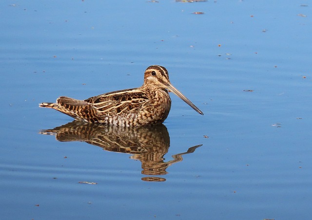 Vogel, Natuur, Water, Blauwe Vogels
