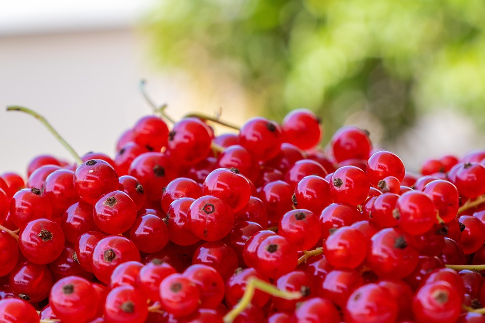 Raisins De Corinthe Groseille - Photo gratuite sur Pixabay