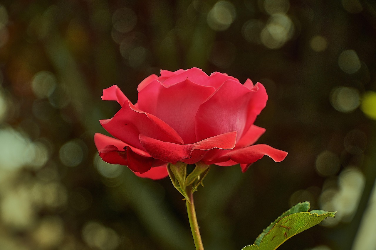 Ruusu Punainen Piha Taudin Ilmainen Valokuva Pixabayssa Pixabay Ruusu Punainen Piha Taudin Ilmainen Valokuva Pixabayssa Pixabay