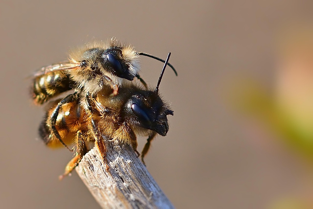 Nature Garden Wild Bees - Free photo on Pixabay