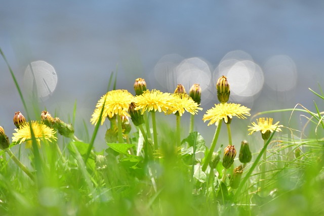 Free Spring Dandelion photo and picture