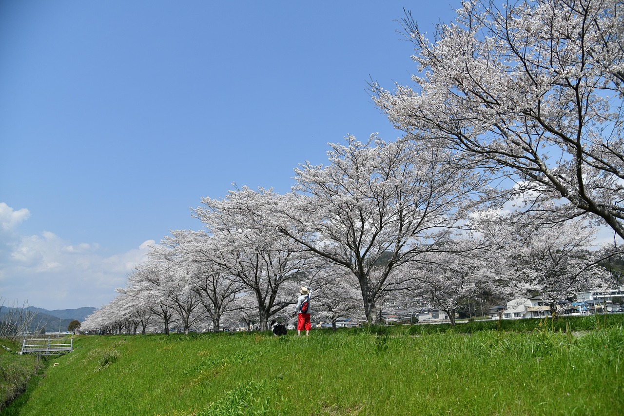 Row Of Cherry Blossom Trees Spring - Free photo on Pixabay - Pixabay
