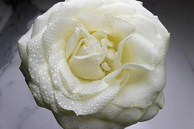 Free Rose Flowers photo and picture