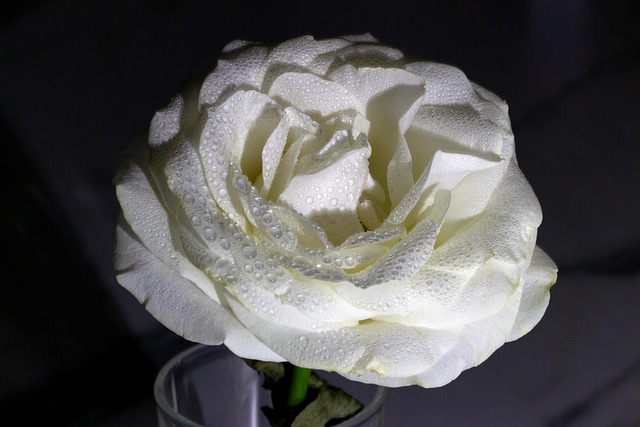 Free Rose Beautiful Flowers photo and picture