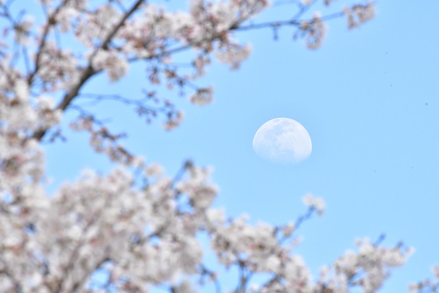 Free Spring Cherry Blossoms photo and picture