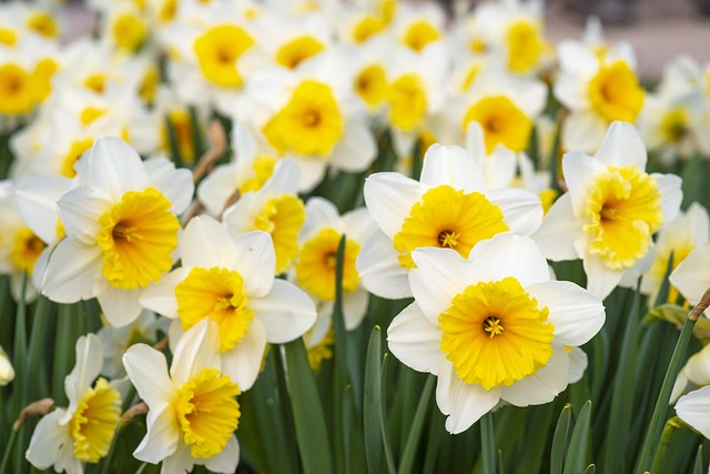Free Spring Flowers White-And-Yellow photo and picture