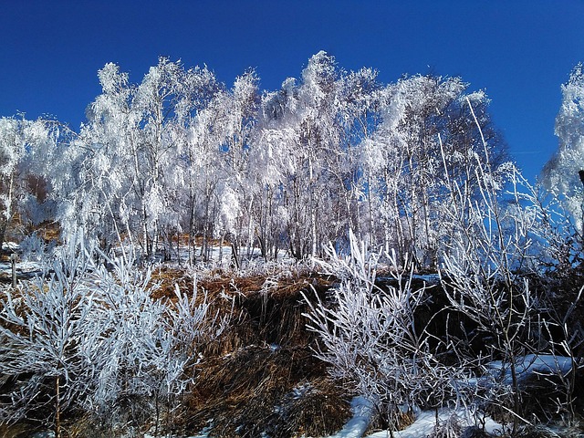Free Snow Winter photo and picture