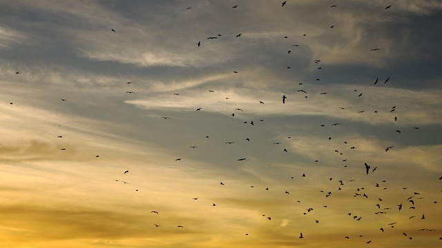 Aves, Cielo, Libertad, Naturaleza