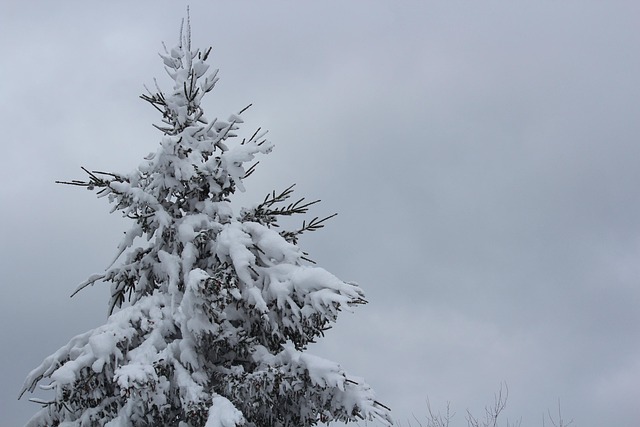 Free Snow Tree photo and picture