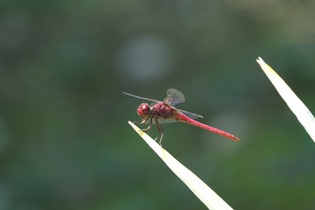Free Dragonfly Insect photo and picture