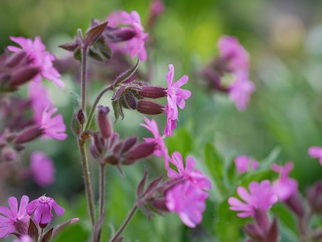 Free Forest Elke Pink photo and picture
