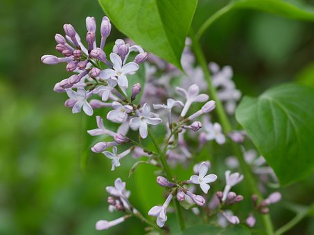 Free Lilac Fragrant photo and picture