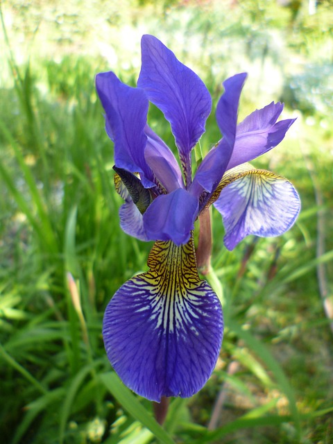 Iris, Bloesem, Bloom, Blauw, Bloem