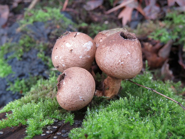 Stuifzwam, Natuur, Schimmels, Woud