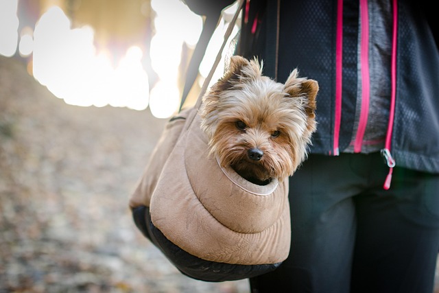 Hund, Yorkshire Terrier, Haustier, Tier