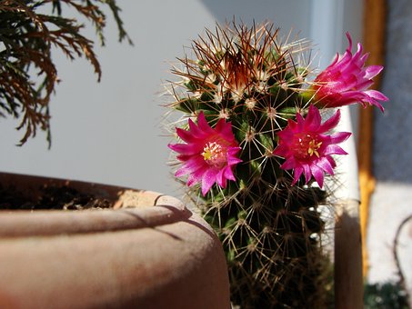 กระบองเพชร, บาน, พื้นหลังดอกไม้, Cacti