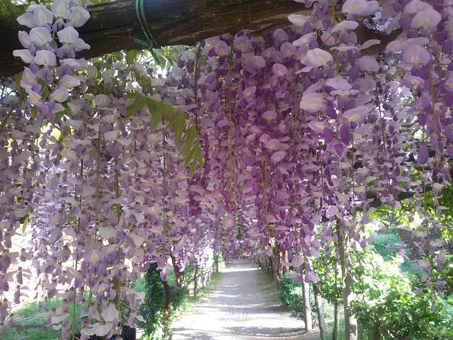 Glyzinien, Pflanze, Kindergarten, Blume
