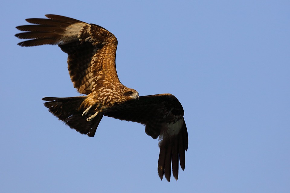Eagle Sample Eagle Nature Owl - Free photo on Pixabay