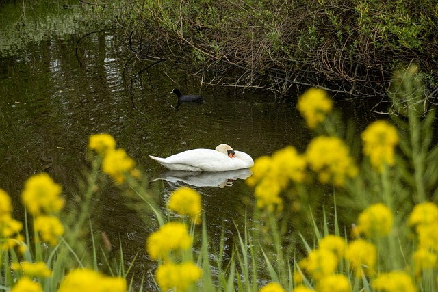 Free Swan Flower photo and picture
