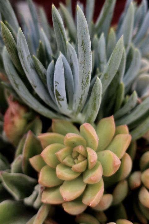 サボテン 多肉植物 花 Pixabayの無料写真