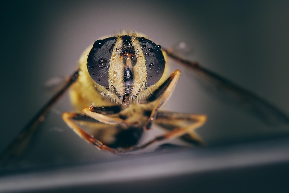 昆虫 黄蜂 自然 - Pixabay上的免费照片 - Pixabay
