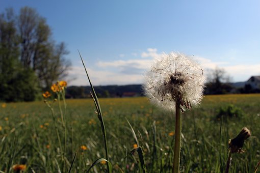 Diente De León, Paisaje, Primavera