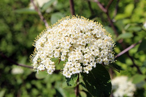 Planta, Flor, Primavera, Belleza