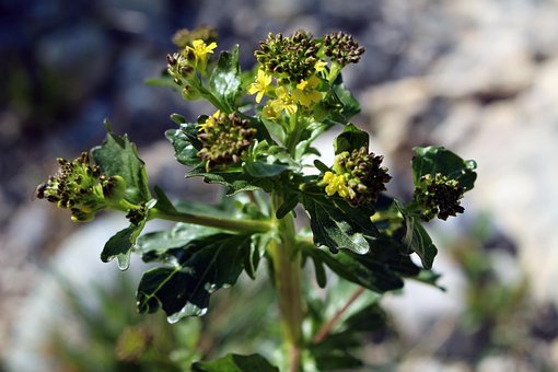 Planta, Fondo De La Flor