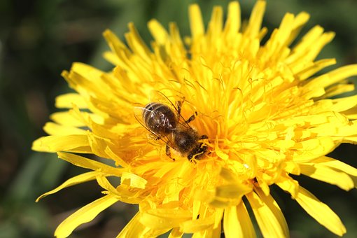 Abeja, Diente De León, Cerrar