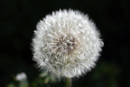 Diente De León, Flor, Naturaleza