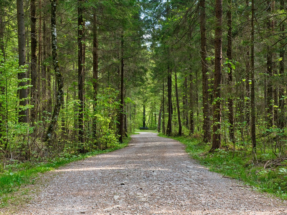 森林 道 森の小道 - Pixabayの無料写真 - Pixabay