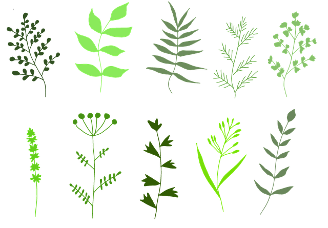 Free herbs nature herb illustration
