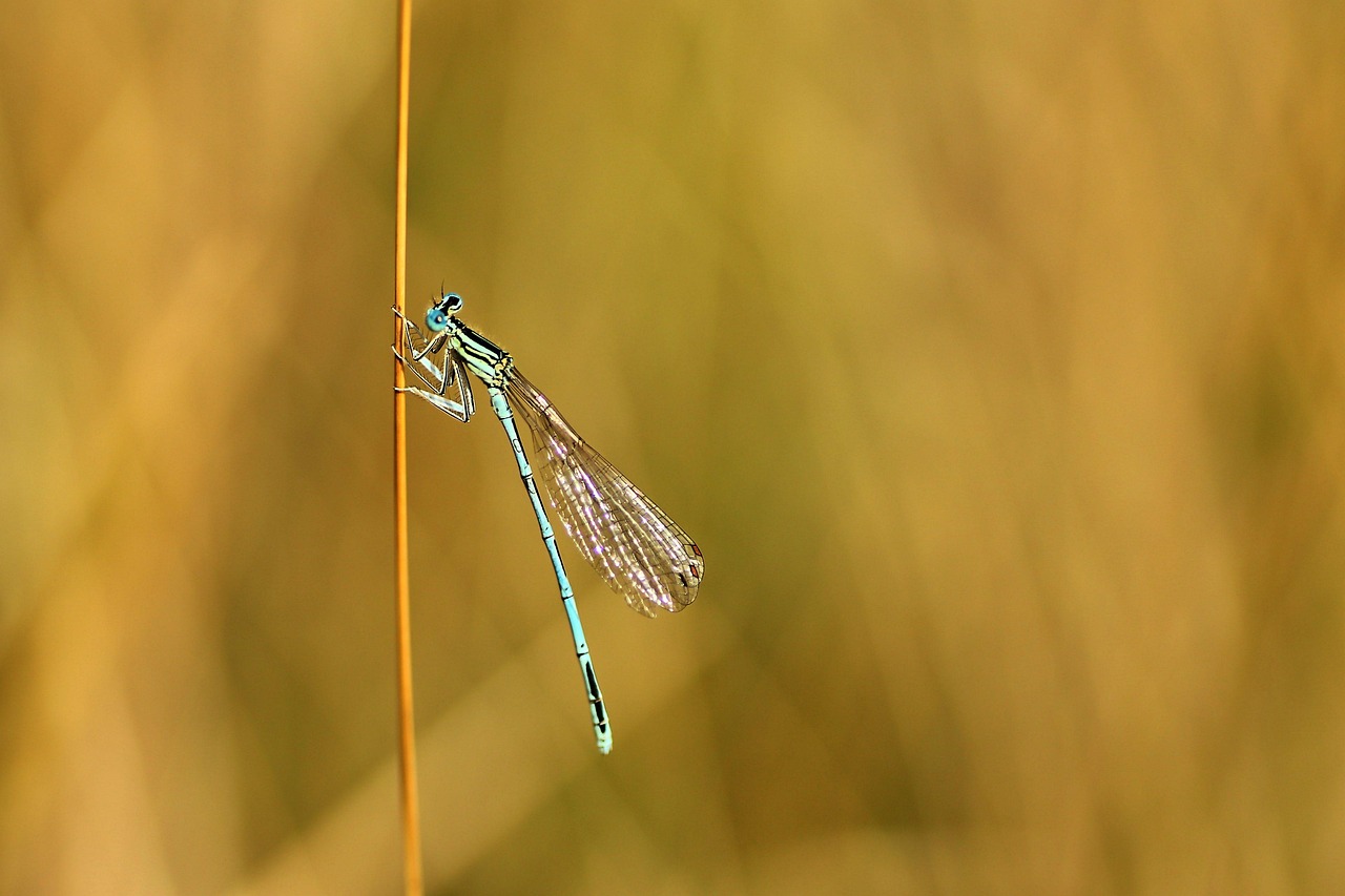Libellule Insecte Volant - Photo gratuite sur Pixabay