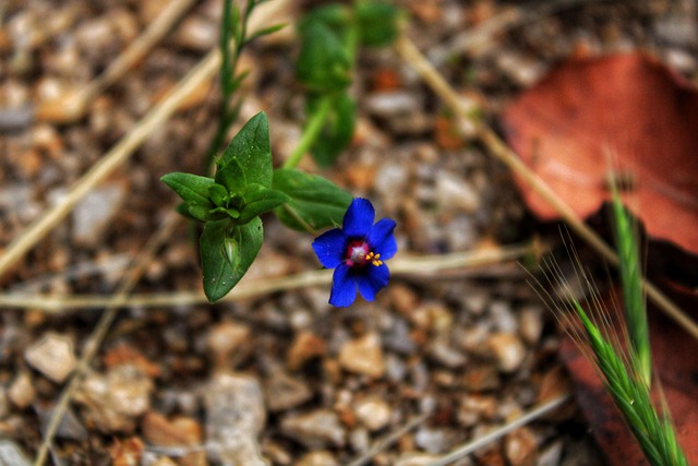 Free Flower Nature photo and picture