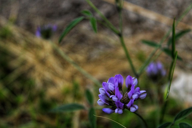Free Flower Nature photo and picture