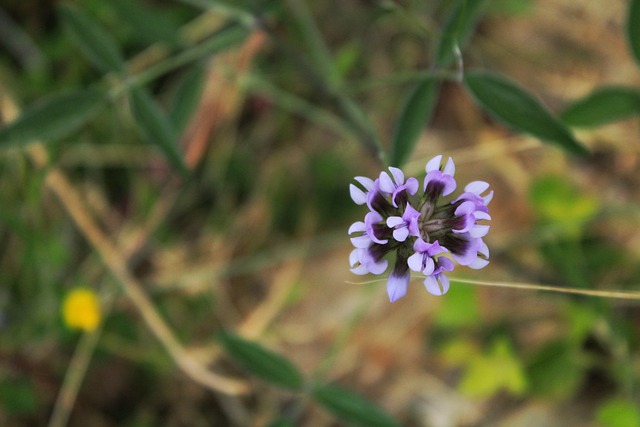 Free Flower Nature photo and picture