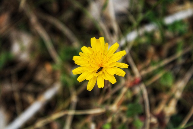 Free Flower Nature photo and picture