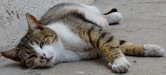 Free Cat Animal photo and picture