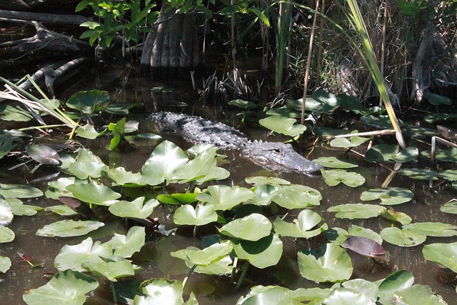 Free Cocodrile Miami photo and picture