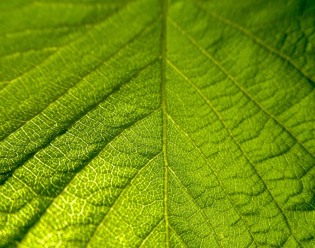 Free Leaf Vineyard photo and picture