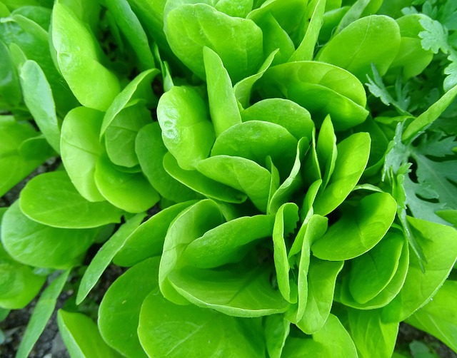 Free Salad Green photo and picture