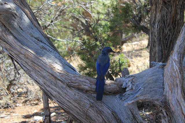 Free Bird Colorado photo and picture