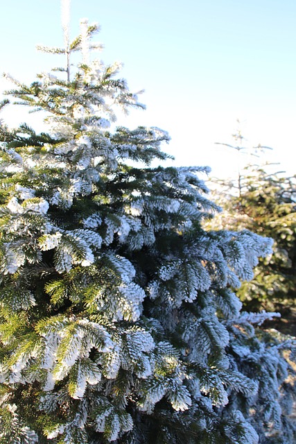 Free Fichtelberg Winter photo and picture
