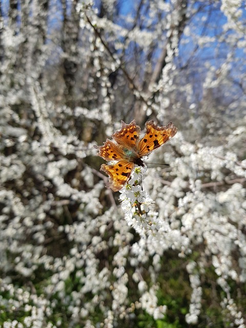 beautiful butterfly, butterfly on branch, nature, butterfly on flowers