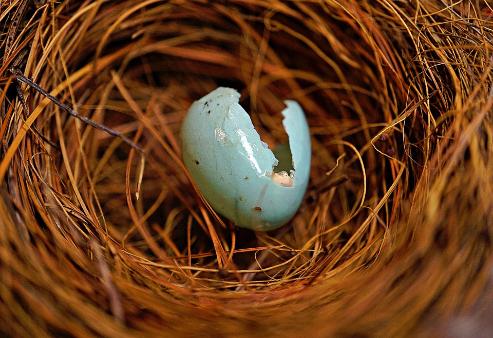 Hatched Egg Nest Birds Free photo on Pixabay