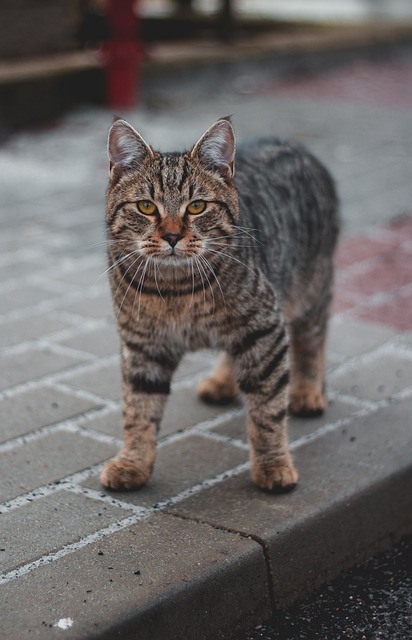 Kat, Øjne, E, Dyr, Kæledyr, Killing